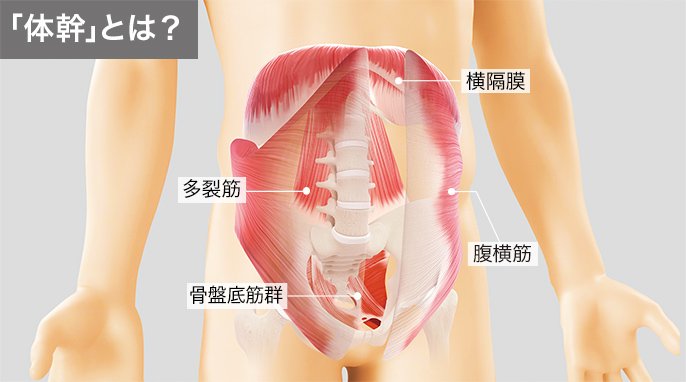 「体幹」とは？横隔膜、腹横筋、多裂筋、骨盤底筋群の位置図