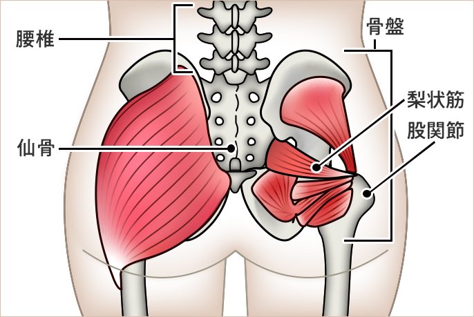 おしりの筋肉、骨盤（腰椎、仙骨、梨状筋、股関節）のイメージ