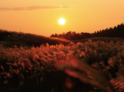 ススキの見頃には、夕陽を受けて黄金色に輝く幻想的なシーン