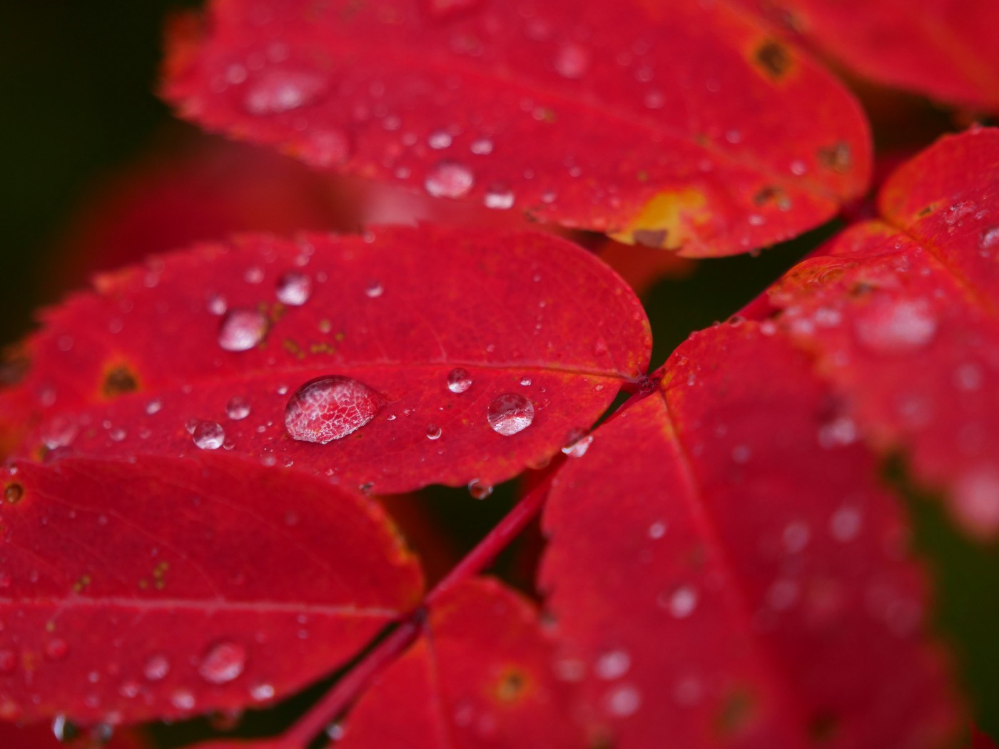 紅葉した葉に滴る水滴の写真