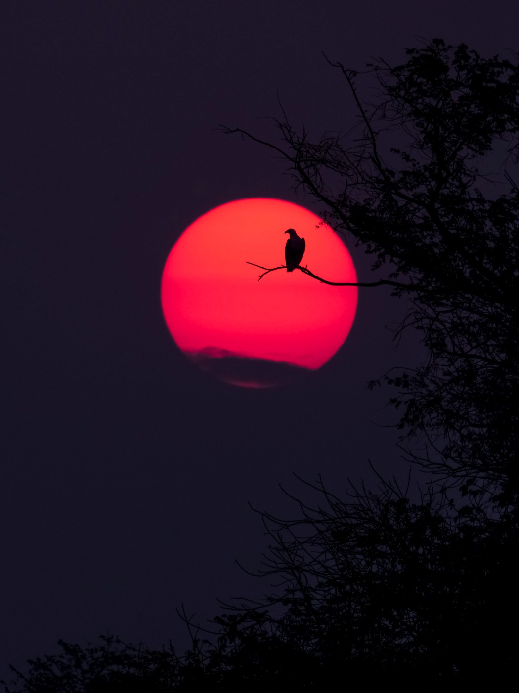 夕日と鳥のシルエット