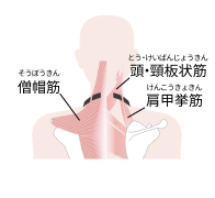 僧帽筋、頭・頸板状筋