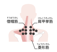 僧帽筋、肩甲挙筋、菱形筋