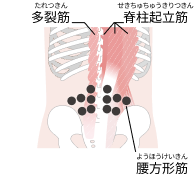 多裂筋、脊柱起立筋、腰方形筋