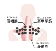 僧帽筋、肩甲挙筋、菱形筋