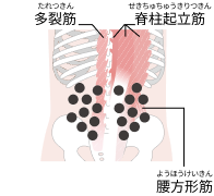 多裂筋、脊柱起立筋、腰方形筋