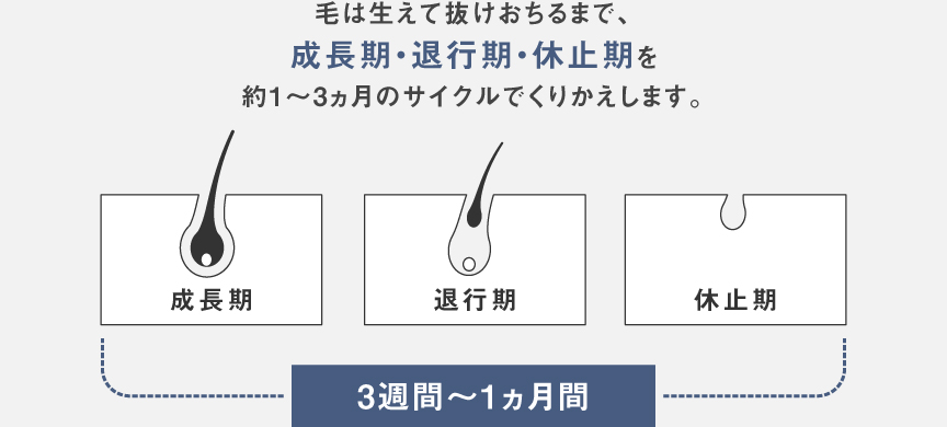 毛周期の図説：毛は生えて抜けおちるまで、成長期・退行期・休止期を約1～3ヶ月のサイクルでくりかえします。