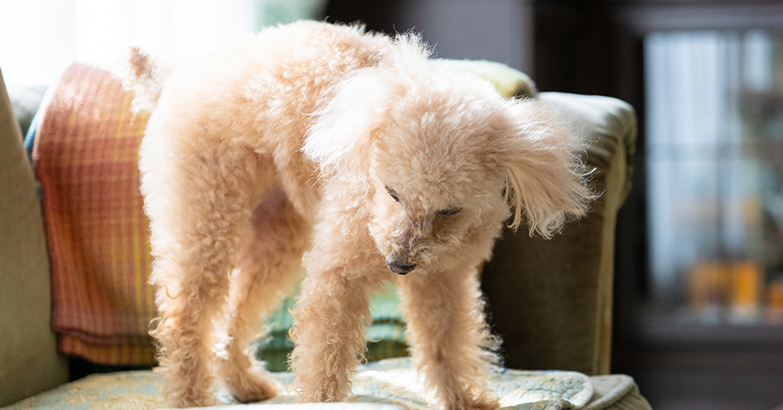 ペットの日常を万能レンズで切り抜く