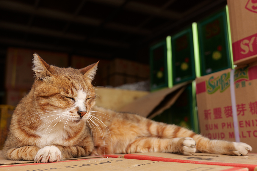 S5IIX, S 28-200 F4-7.1 / 35mm, 1/200sec, F4.9, ISO320 ©コムロミホ