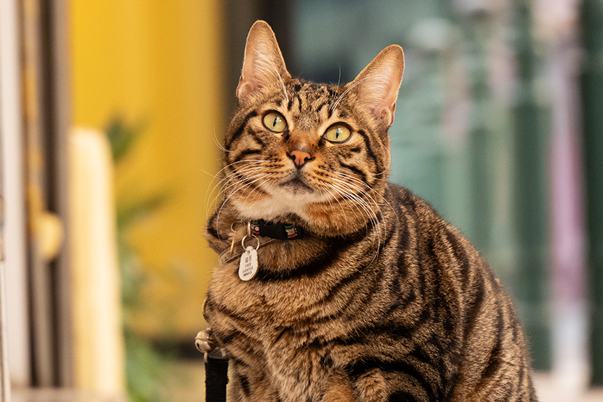 S5IIX, S 28-200 F4-7.1 / 200mm, 1/250sec, F7.1, ISO4000 ©コムロミホ