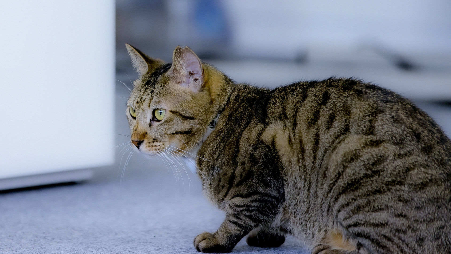 ペットを驚かせないように風量アップはゆるやかに 検証結果のページにリンク