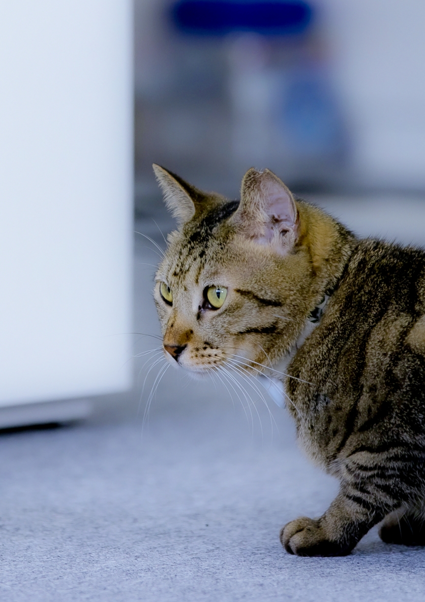 ペットを驚かせないように風量アップはゆるやかに 検証結果のページにリンク