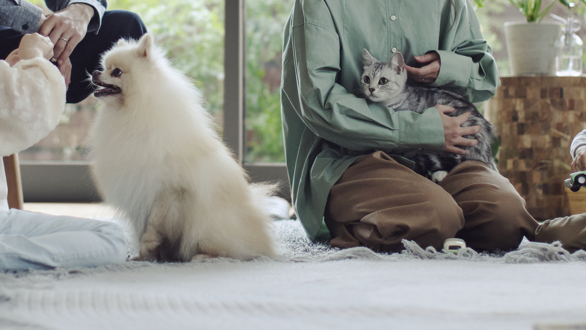 ペットのおしっこ・うんちのニオイを脱臭 ジアイーノ 特長：除菌・脱臭ページにリンク