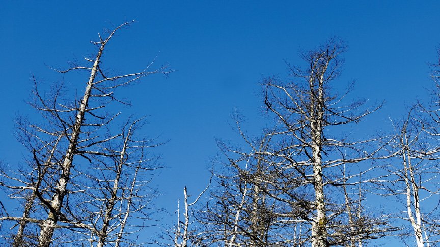 芳香族カルボン酸のイメージ画像です。