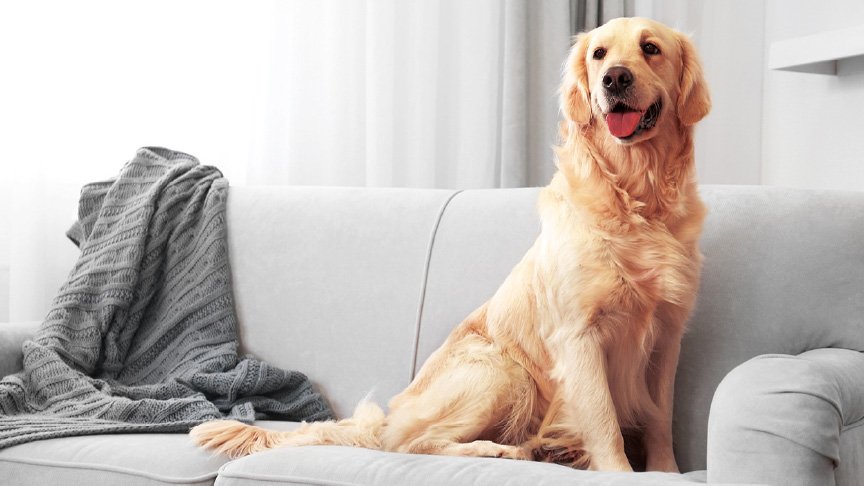 ペット臭のイメージ画像です。