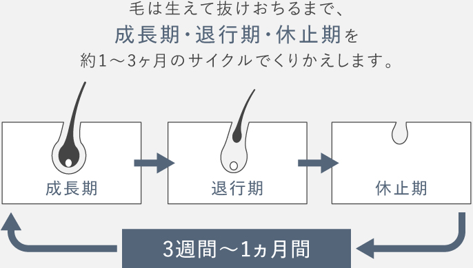 毛周期の図説：毛は生えて抜けおちるまで、成長期・退行期・休止期を焼く1～3か月のサイクルでくりかえします。