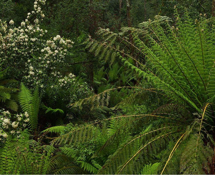 フルサイズならではの圧倒的な表現力