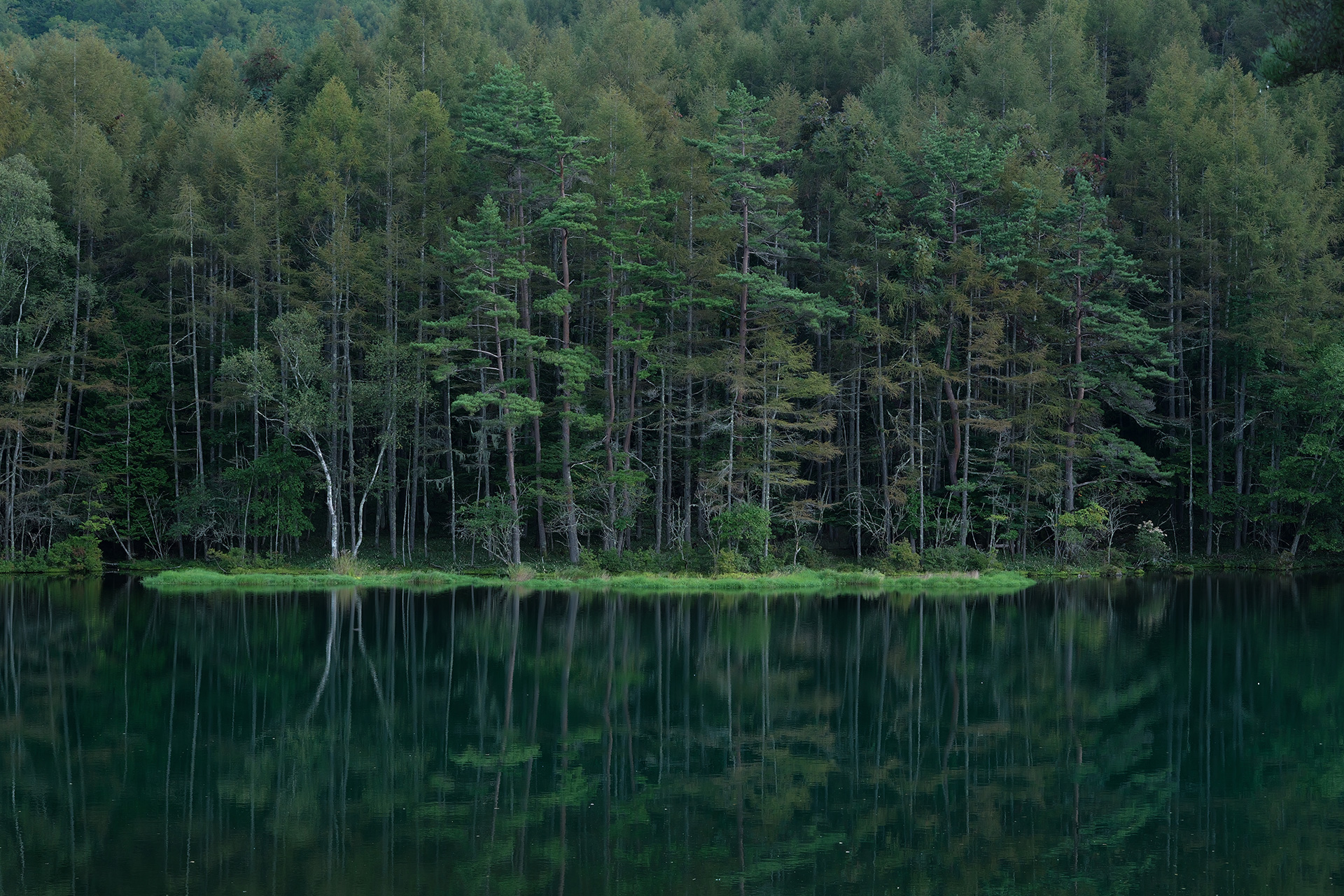 水面に映る森林