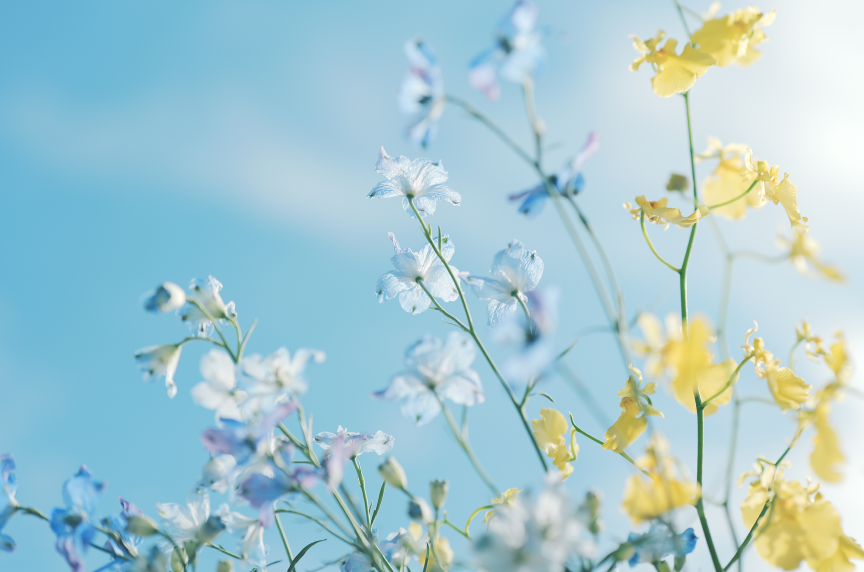 Bloom