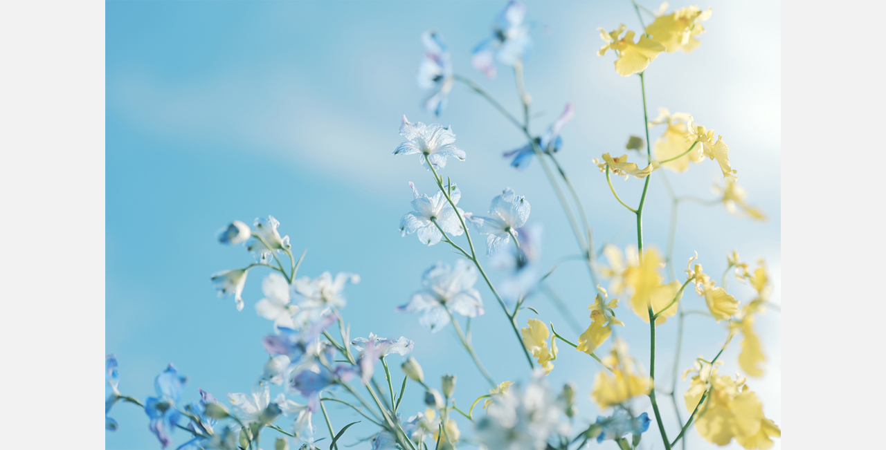 Bloom Sample01