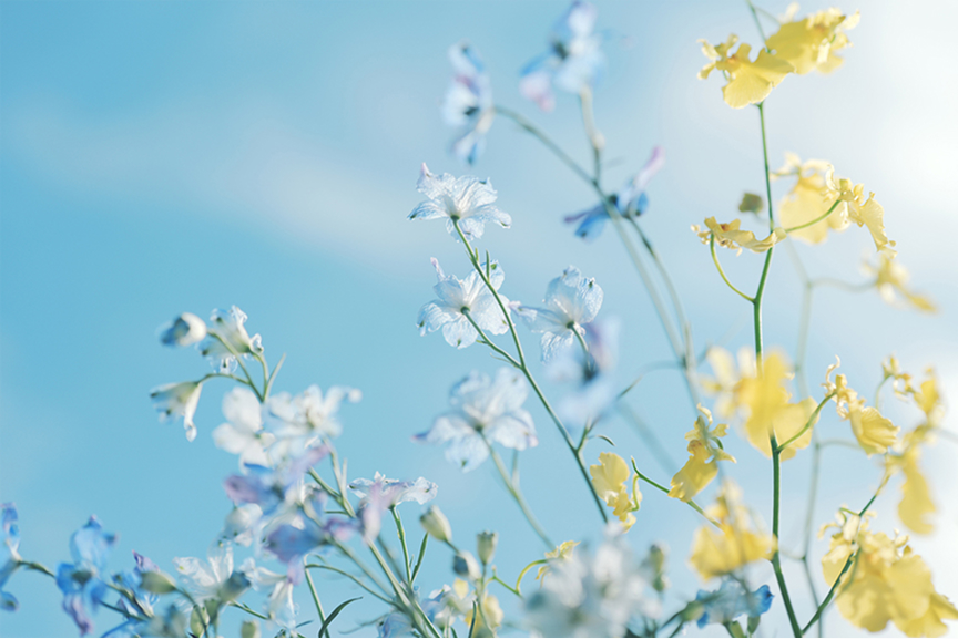 Bloom Sample01
