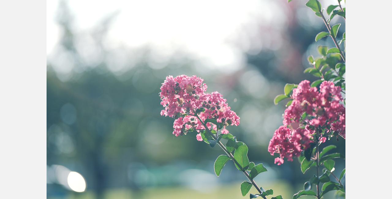 Bloom Sample03