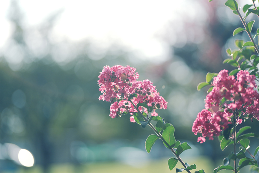 Bloom Sample03