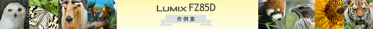 LUMIX FZ85D作例集