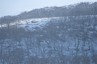 画像：岡田敦 冬 静止画作品サムネイル14