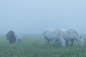 画像：岡田 敦 静止画作品サムネイル6