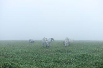 画像：岡田 敦 静止画作品サムネイル8