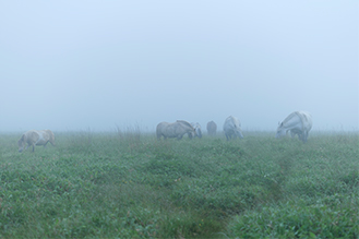 画像：岡田敦 静止画作品サムネイル12