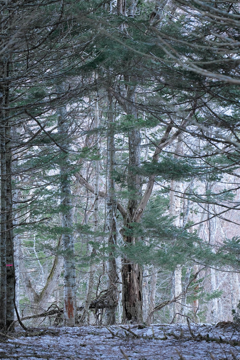 画像：岡田敦 静止画作品25