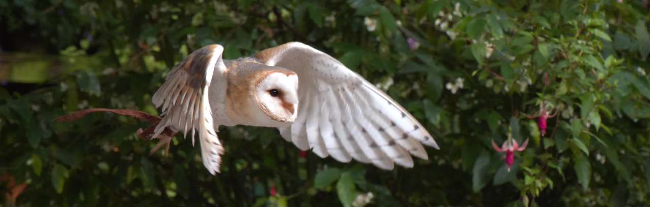 豊富な記録モード