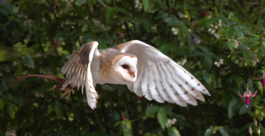 豊富な記録モード