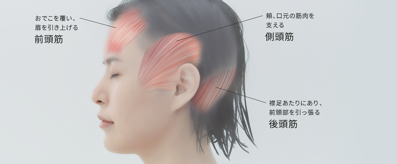 おでこを覆い、眉を引き上げる前頭筋 頬口元の筋肉を支える側頭筋 襟足あたりにあり、前頭部を引っ張る後頭筋