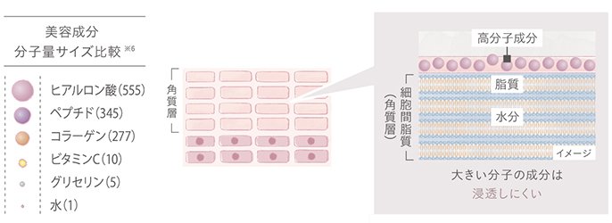 美容成分分子量サイズ比較※6