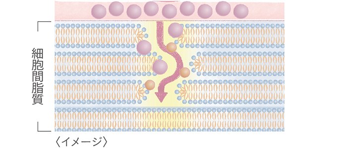 イメージ：細胞間脂質,イオンの力で高分子美容成分が角質層へ浸透している様子