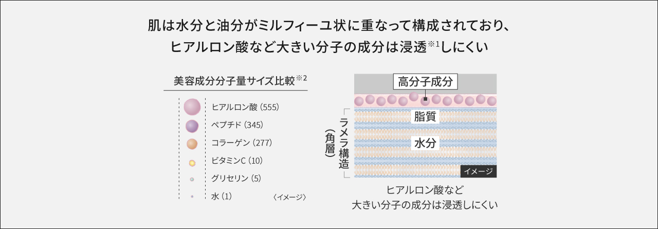 肌は水分と油分がミルフィーユ状に重なって構成されており、ヒアルロン酸など大きい分子の成分は浸透しにくい