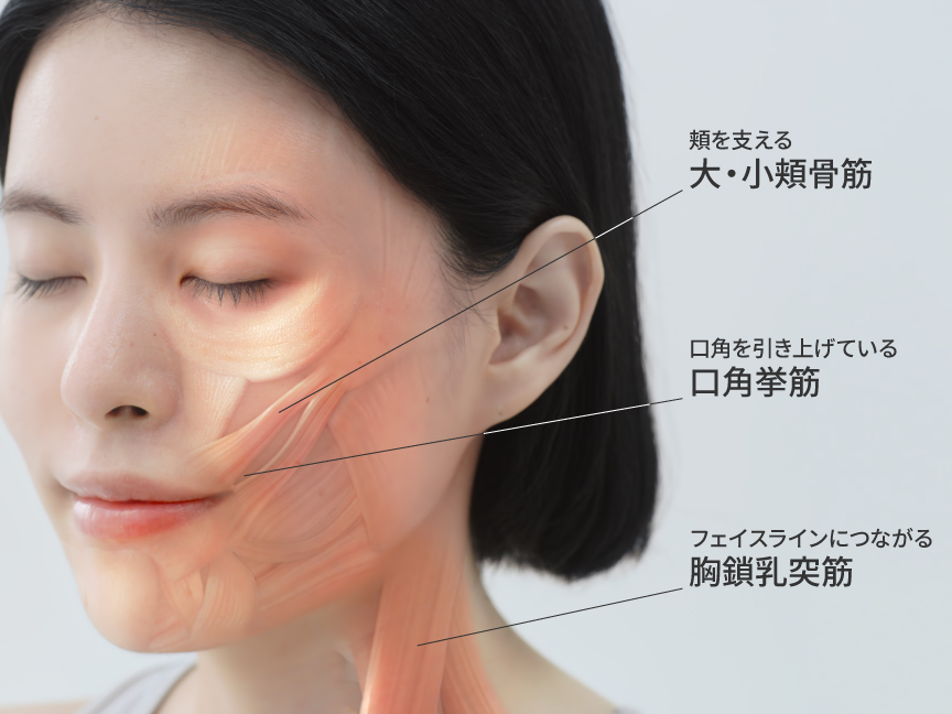 イメージ：頬を支える大・小頬骨筋、口角を引き上げている口角挙筋、フェイスラインに繋がる胸鎖乳突筋の場所