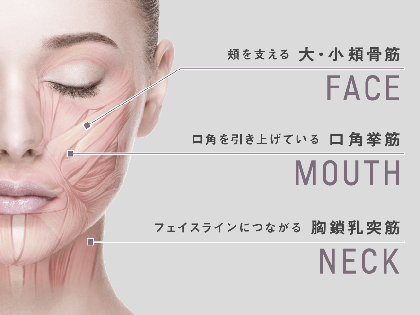 FACE：頬を支える大・小頬骨筋,MOUTH：口角を引き上げている口角挙筋,NECK：フェイスラインに繋がる胸鎖乳突筋