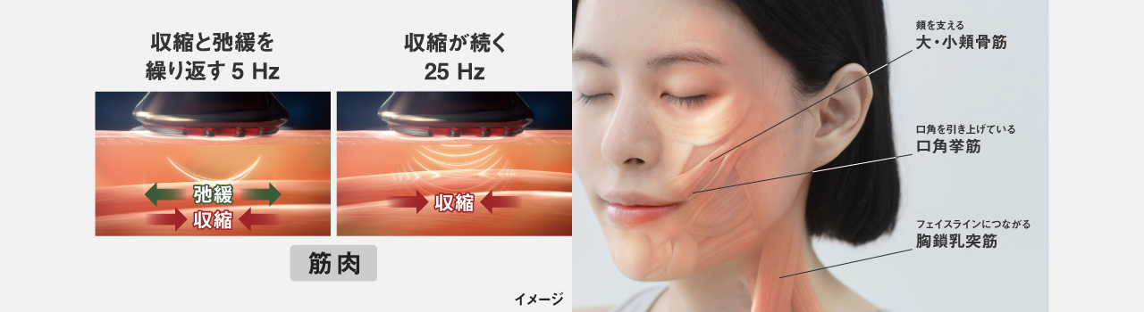 イラスト：収縮と弛緩を繰り返す5Hz、収縮が続く25Hz イメージ写真：頬を支える大・小頬骨筋,口角を引き上げている口角挙筋,フェイスラインにつながる胸鎖乳突筋