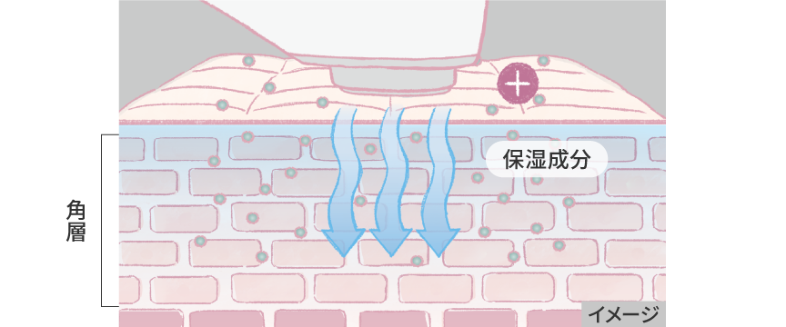角質層のイメージ