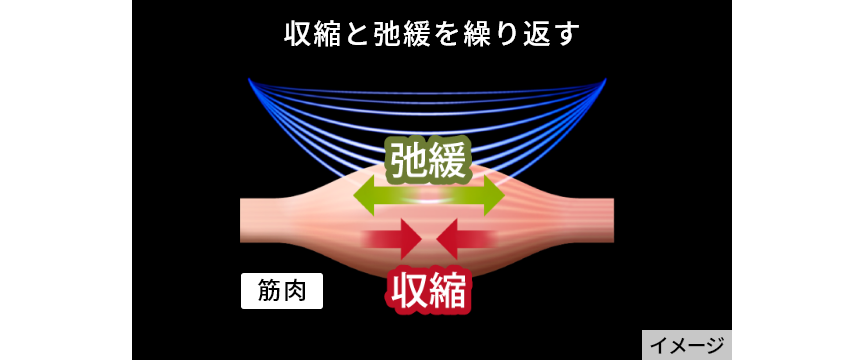 筋肉のイメージ 収縮と弛緩を繰り返す
