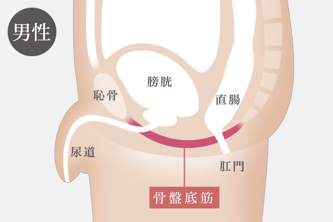 男性 骨盤底筋