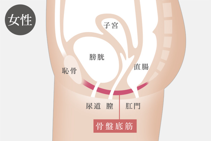 女性 骨盤底筋