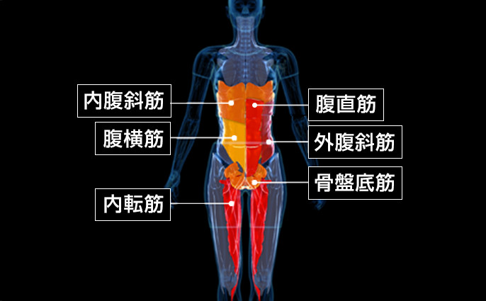 内腹斜筋 腹直筋 腹横筋 外腹斜筋 内転筋 骨盤底筋