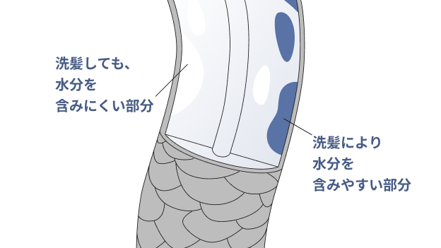 イラスト：洗髪しても水分を含みにくい部分と、洗髪により水分を含みやすい部分の毛髪のイメージ