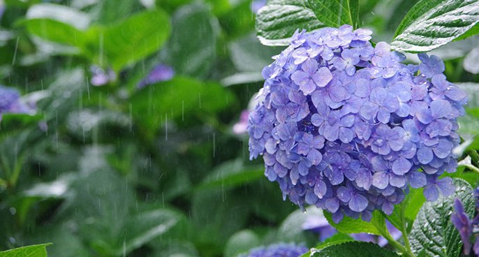 除湿機能をイメージした梅雨の紫陽花の画像です。