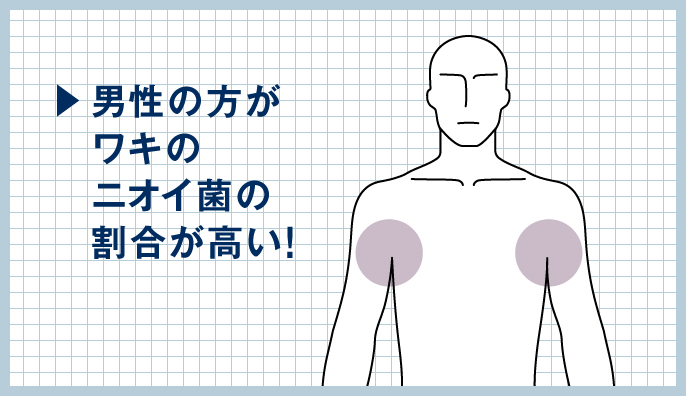 男性の方がワキのニオイ菌の割合が高い！
